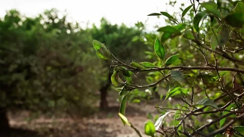 Silent Grove of Decay Video stock 299654589