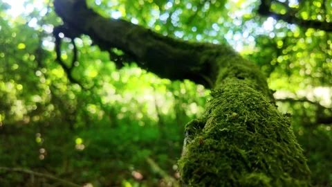 Silent Journey Through the Hazel Thicket Stock Footage 310458015