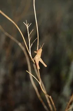 The Silent Jumper Foto stock