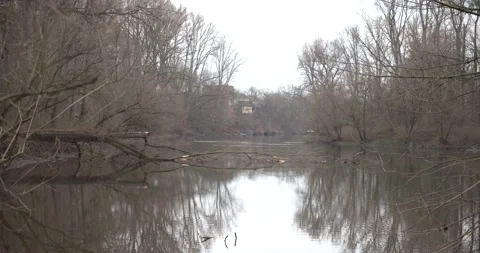 Silent lake with a fallen tree in th forest 動画素材 146646874
