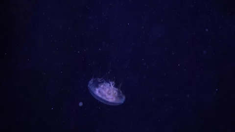 Silent luminous creature. Glowing jellyfish in ocean depths. 스톡 동영상 342075038