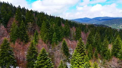 The Silent Majesty of Pines Stock Footage 312532215