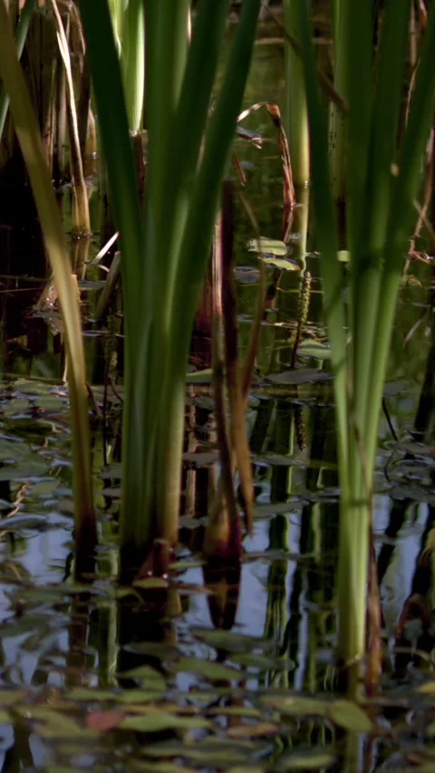 Silent Marshland With Hidden Creatures And Serene Water Surface Stock Footage 335848426