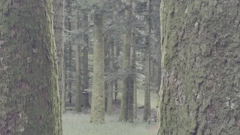 Silent mossy forest with sun rays from above Stock Footage 327148646