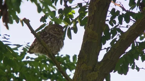Silent Observer – Owl Resting Among Branches Stock Footage 313952105