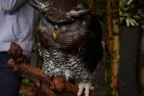 Silent owl in a cage Stock Photos