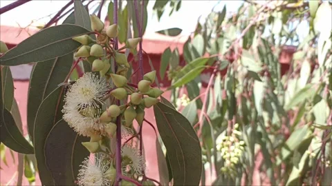 The Silent Partnership: Existence in a Eucalyptus Bloom Stock Footage 333007377