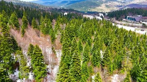 Silent Peaks and Pine Trees Stock Footage 313662703