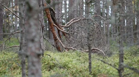 Silent pine forest. Stock Footage 42329471
