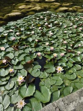 Silent Pond Foto stock