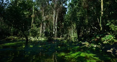 Silent pond showcasing lush greenery and floating flower patterns on water Video stock 333558965