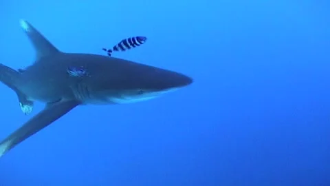 Silent Predator Oceanic White Tip Shark, Close Camera Stock Footage 292846899