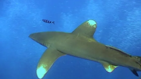 Silent Predator Oceanic White Tip Shark, Track Shot Stock Footage 292847184