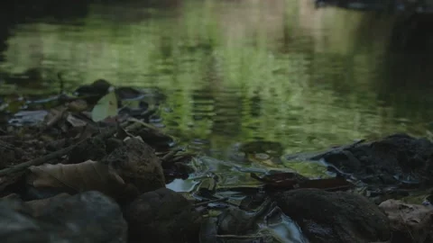 Silent River bank Video stock 137306163