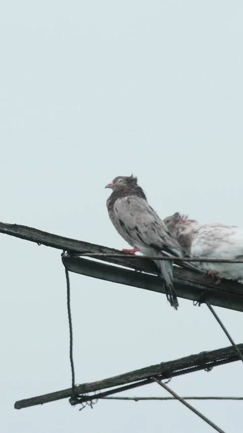 Silent slow motion style vertical footage of fancy pigeons enduring bad weat Stock Footage 338150661
