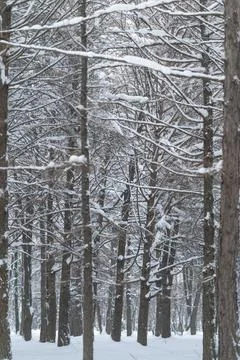 Silent snowcovered tree rows, Peaceful snowladen trees creating tranquil wi.. Foto stock