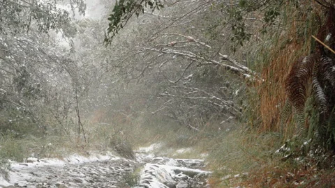 Silent Snowy Forest Trail in Misty Taiping Mountain Taiwan Winter Video stock 332154535