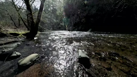 Silent Stream Tranquil River Flowing Through Forest Stockbeeldmateriaal 348217889