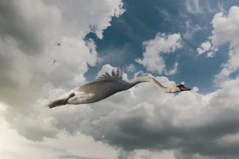 Silent Swan Taking Flight Stock Photos