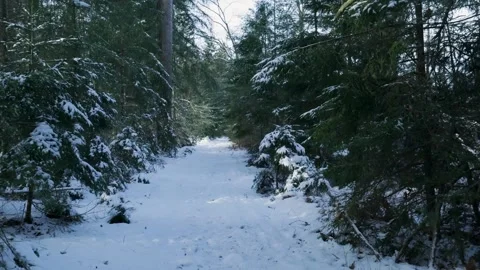 Silent Trail Surrounded By Lofty Evergreens Ideal For Exploring And Relaxing Stock Footage 327051017