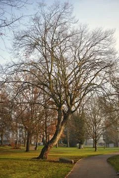 Silent Tree Beside Chilly Pathway, Dormant Tree Leaning Over Frostcovered G.. Stock Photos