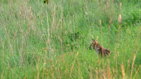 Silent Watcher – Fox in the Meadow Grass Stock Footage 313601879