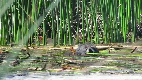 Silent Waterfowl in a Lush Wetland Vidéo 348528053