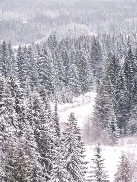 Silent Winter Bliss Stock Photos