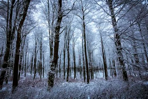 Silent winter forest Stock Photos