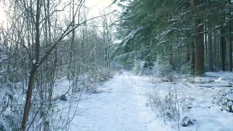 Silent Winter Walk Through Snowcovered Woods Illuminated By Delicate Ambient Video stock 328049651