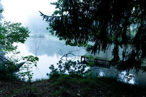 Silent woods 스톡 사진