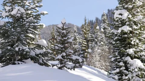 Silent Woods: Winter Pine Forest Stock-Footage 339268750