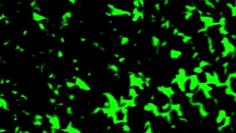 Silhoue of bats flying on green background. Stock Footage 339051917