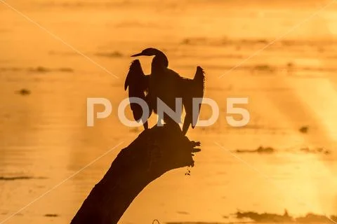 Silhouette of an african darter against the glare of sunrise Stock Photos
