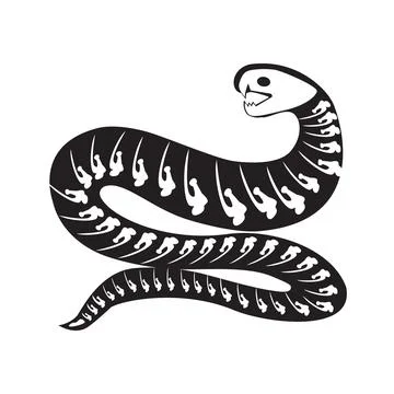 Silhouette Aggressive Snake Roentgen Skeleton Bone Stock Illustration