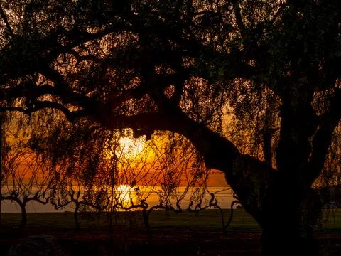 Silhouette of ancient olive tree branches against a vibrant sunset over the s Fotos de archivo