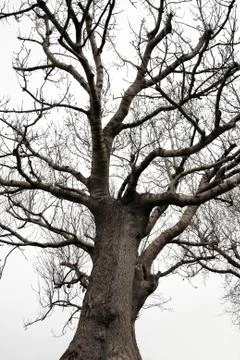 Silhouette of an ancient tree Stock Photos