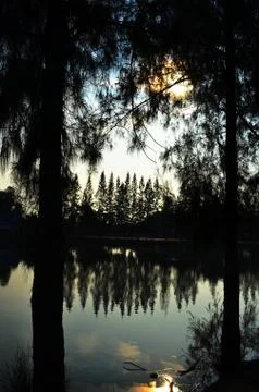 Silhouette and reflection of pine tree in water Stock Photos