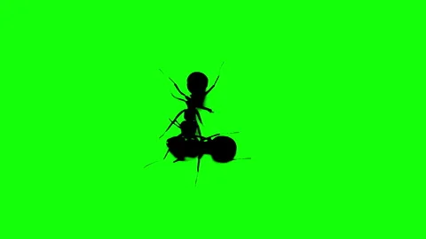 Silhouette Ants on green background. Stock Footage 337108633