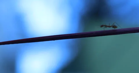 Silhouette of Ants Moonlight Stock Footage 318049832