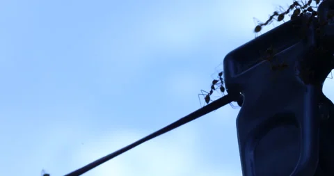 Silhouette of Ants Moonlight Stock Footage 318050174