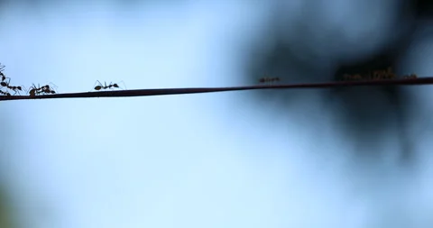 Silhouette of Ants Moonlight Stock Footage 318051830