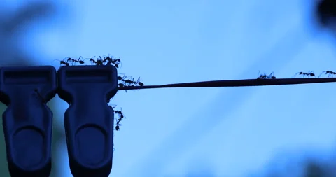 Silhouette of Ants Moonlight Stock Footage 318052354