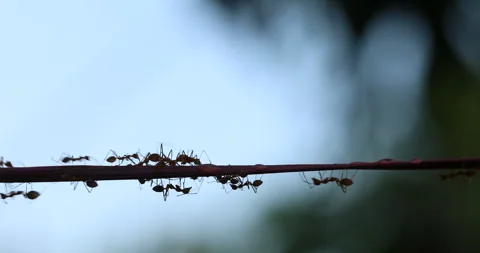 Silhouette of Ants Moonlight Stock Footage 318053039