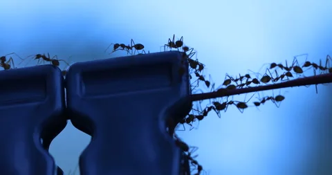 Silhouette of Ants Moonlight Stock Footage 318053934