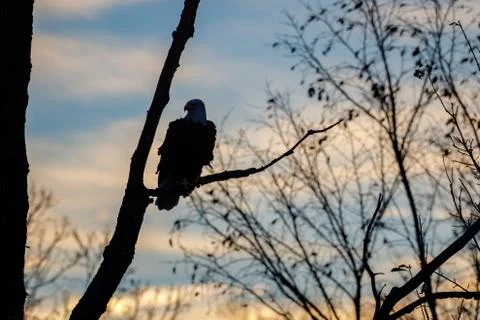 Silhouette of a Bald Eagle Stock Photos