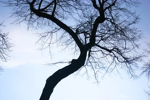 Silhouette of a bare black tree without leaves against the blue sky from abov Stock Photos