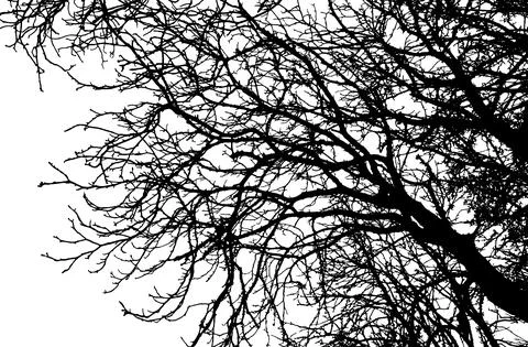 Silhouette of bare branch tree. Vector illustration Stock Illustration