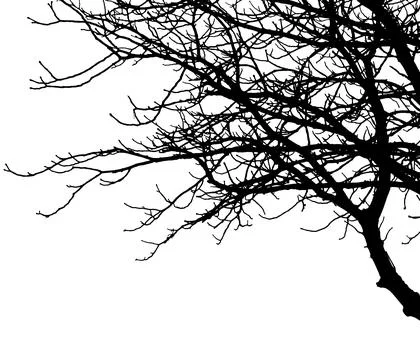 Silhouette of bare branches tree. Vector illustration Stockillustratie