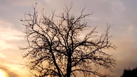 Silhouette of a bare tree against a beautiful sunset sky Video stock 321555931
